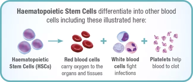 Diagram showing haematopoietic stems cells