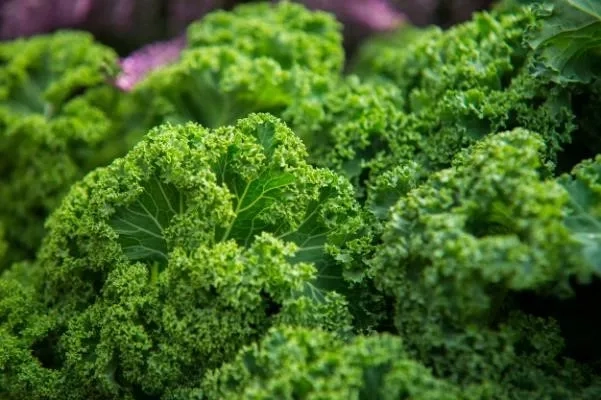 Leafy vegetables containing high vitamin k