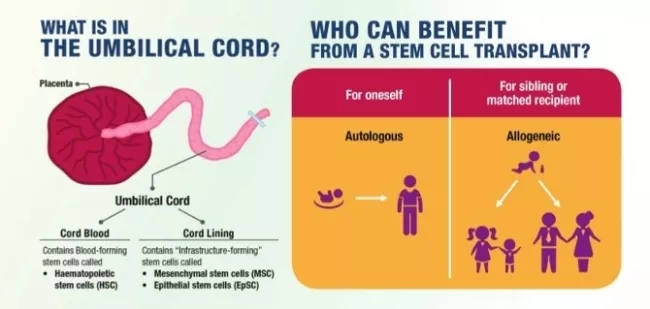 Infograph showing cross section of umbilical cord and the benefits of stem cell transplant. 