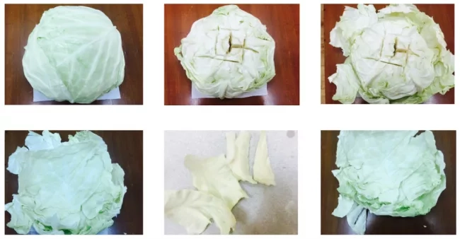 Step by step guide on how to use the cabbage leaves to help relieve breast engorgement.