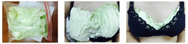 Step by step guide on how to use cabbage leaves to reduce breast engorgement. 