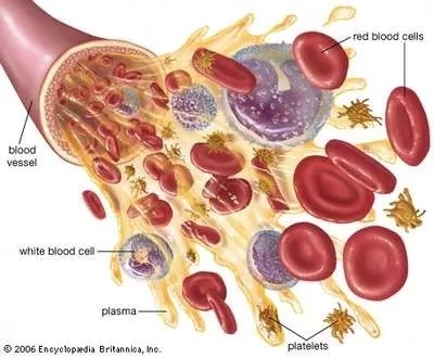 Cross section view of the blood vessels